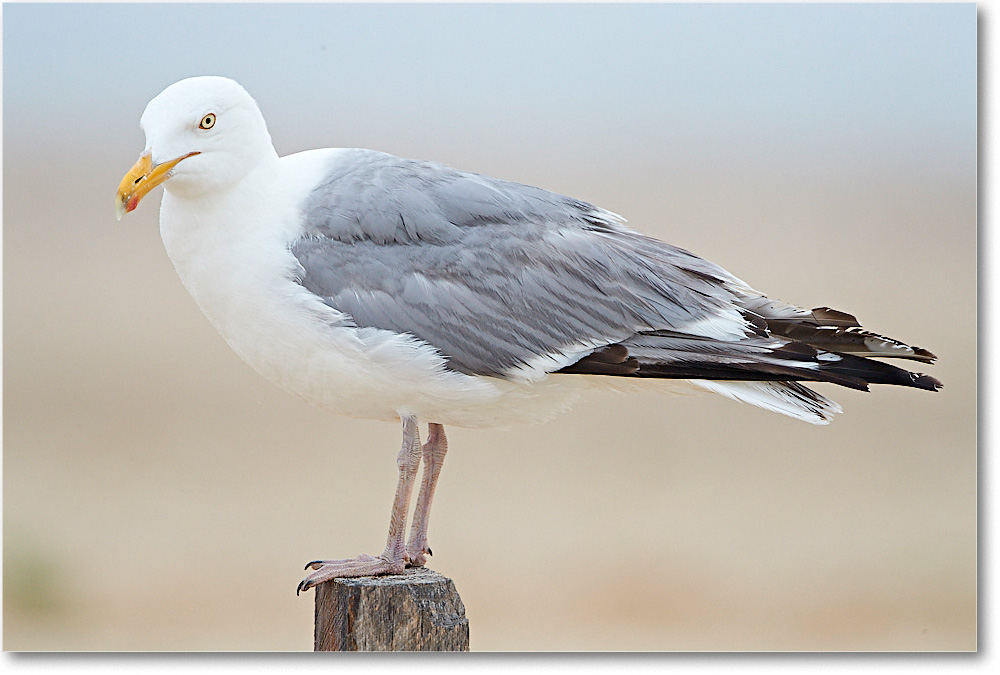 HerringGull_ChincoNWR_2017Jun_4DXA7117 copy