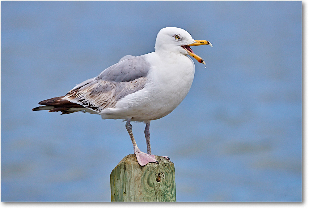 HerringGull_ChincoNWR_2017Jun_4DXA8196 copy
