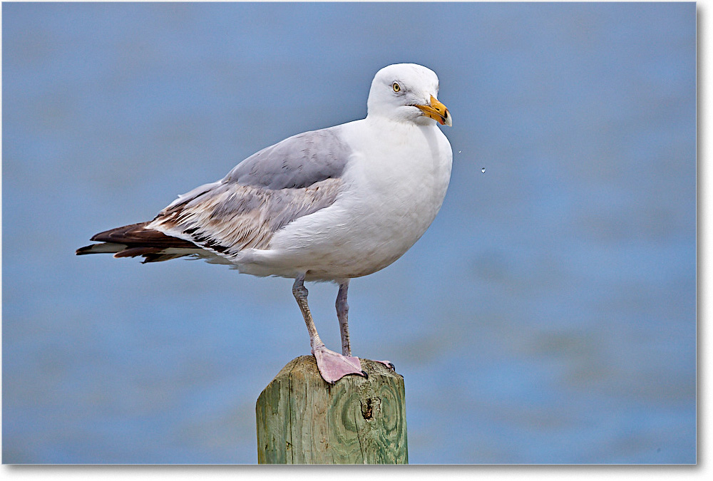 HerringGull_ChincoNWR_2017Jun_4DXA8197 copy