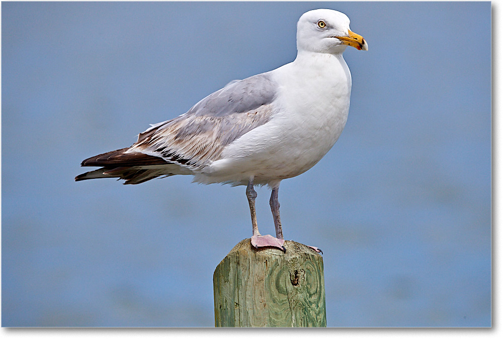 HerringGull_ChincoNWR_2017Jun_4DXA8213 copy