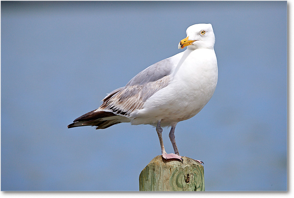 HerringGull_ChincoNWR_2017Jun_4DXA8216 copy