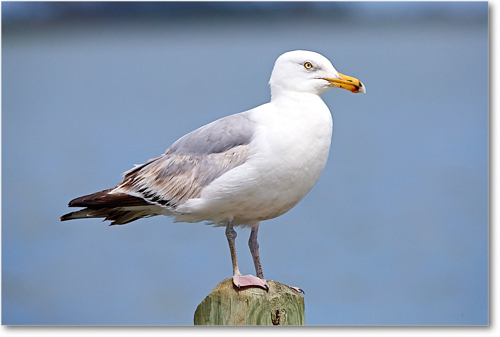 HerringGull_ChincoNWR_2017Jun_4DXA8218 copy