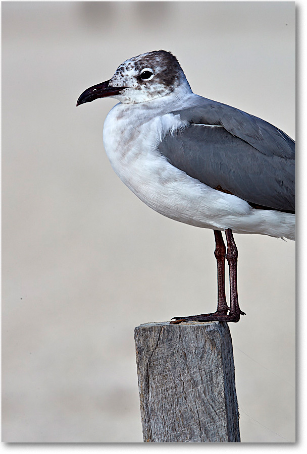 LaughingGull1stYear_ChincoNWR_2017Jun_4DXA7745 copy