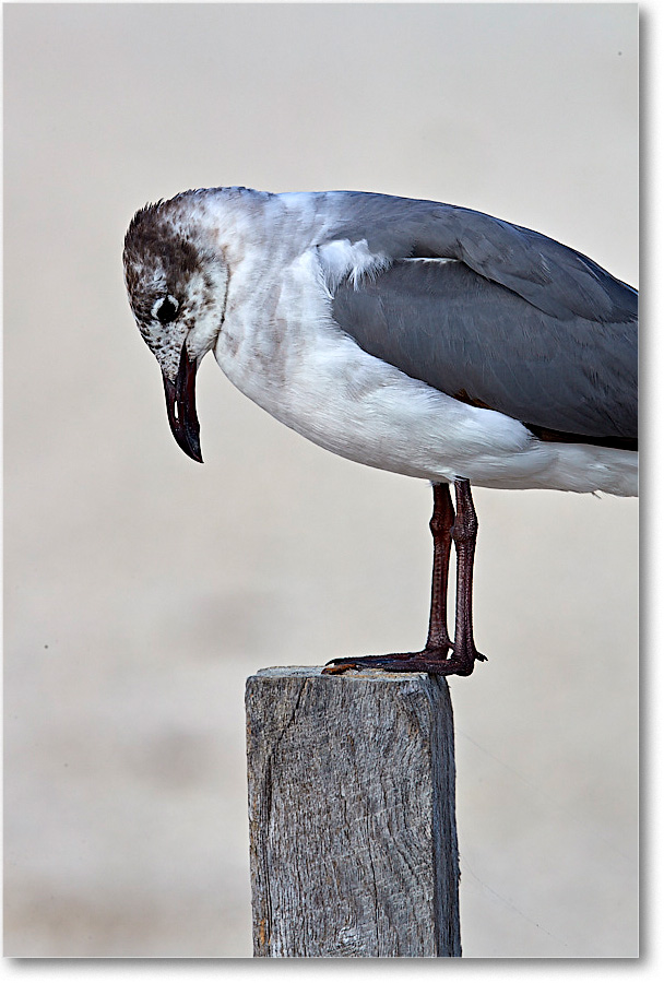 LaughingGull1stYear_ChincoNWR_2017Jun_4DXA7750 copy