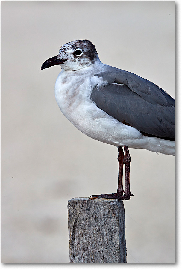 LaughingGull1stYear_ChincoNWR_2017Jun_4DXA7754 copy