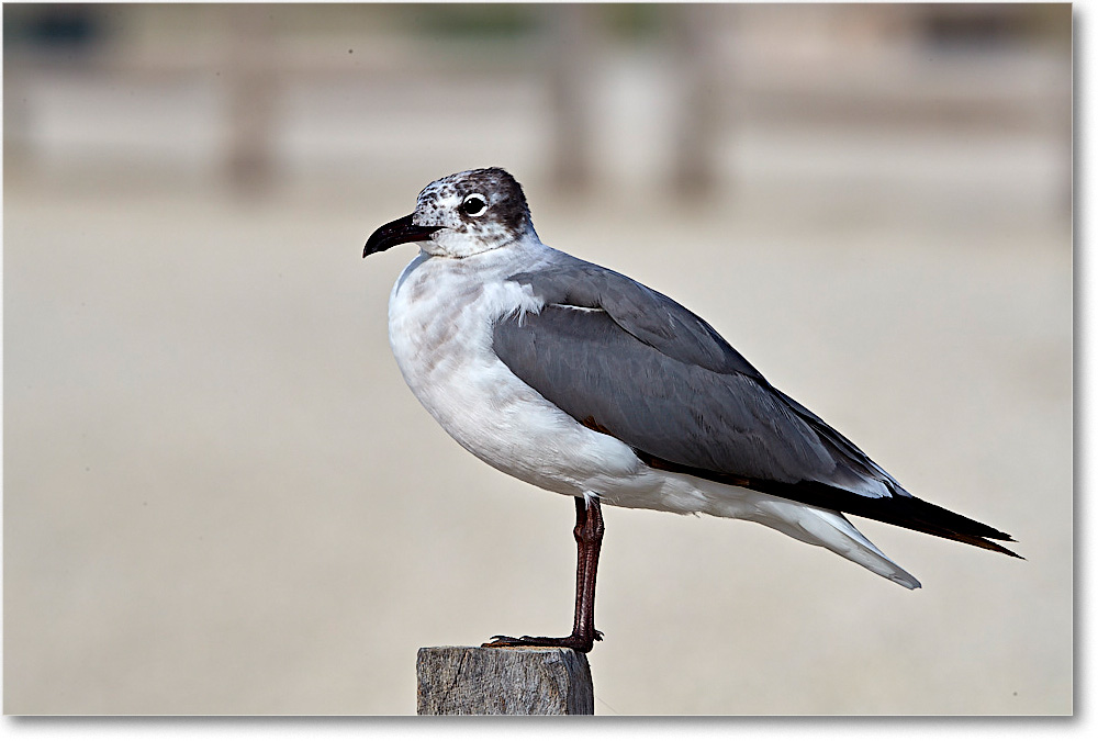 LaughingGull1stYear_ChincoNWR_2017Jun_4DXA7777 copy