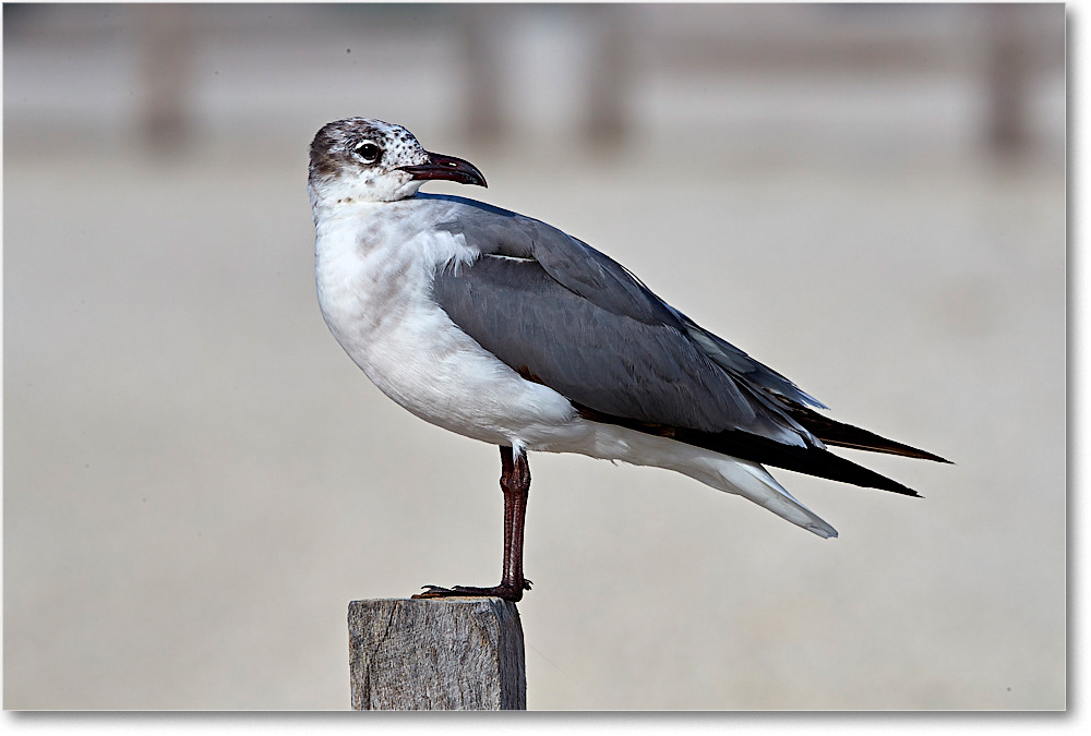 LaughingGull1stYear_ChincoNWR_2017Jun_4DXA7793 copy