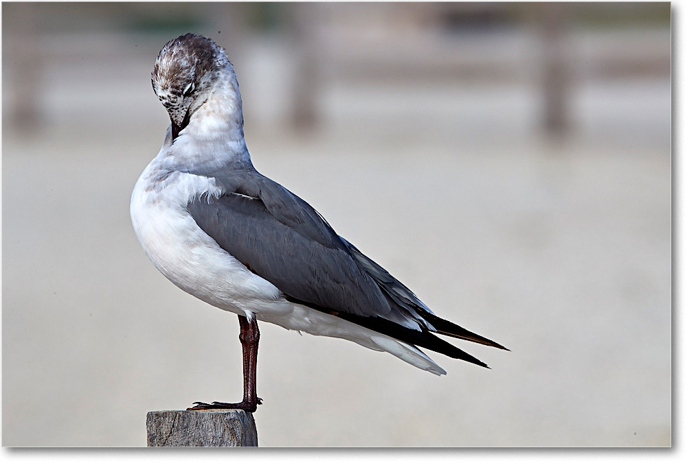 LaughingGull1stYear_ChincoNWR_2017Jun_4DXA7797 copy