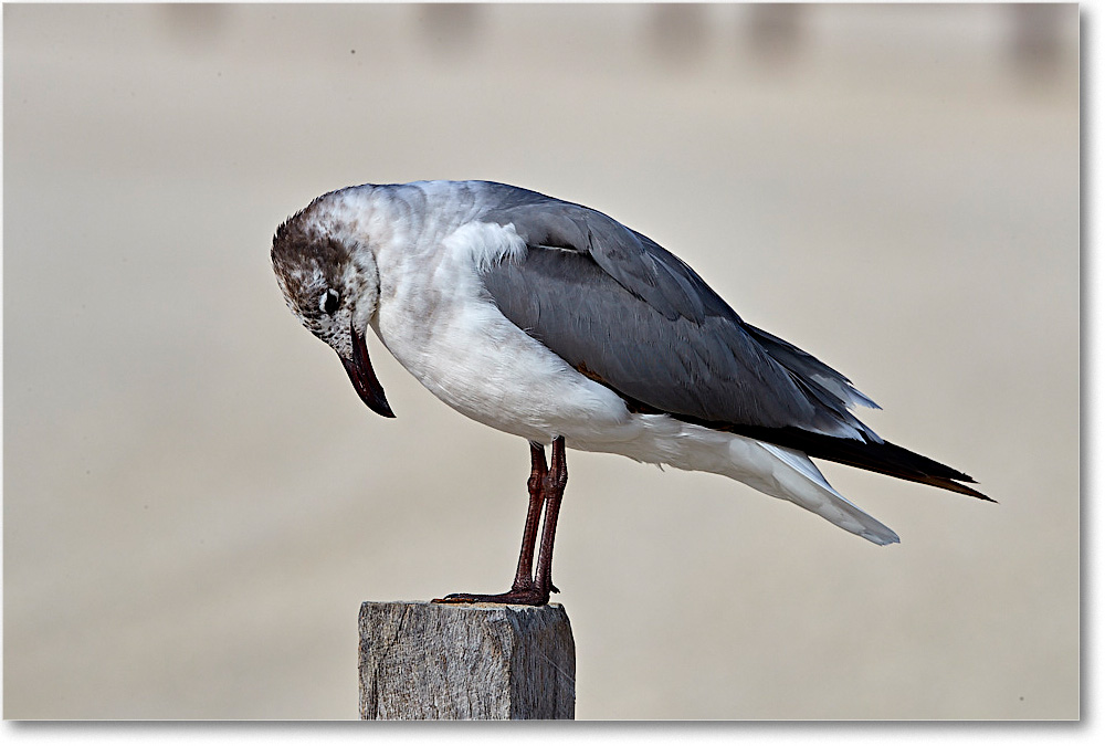 LaughingGull1stYear_ChincoNWR_2017Jun_4DXA7862 copy