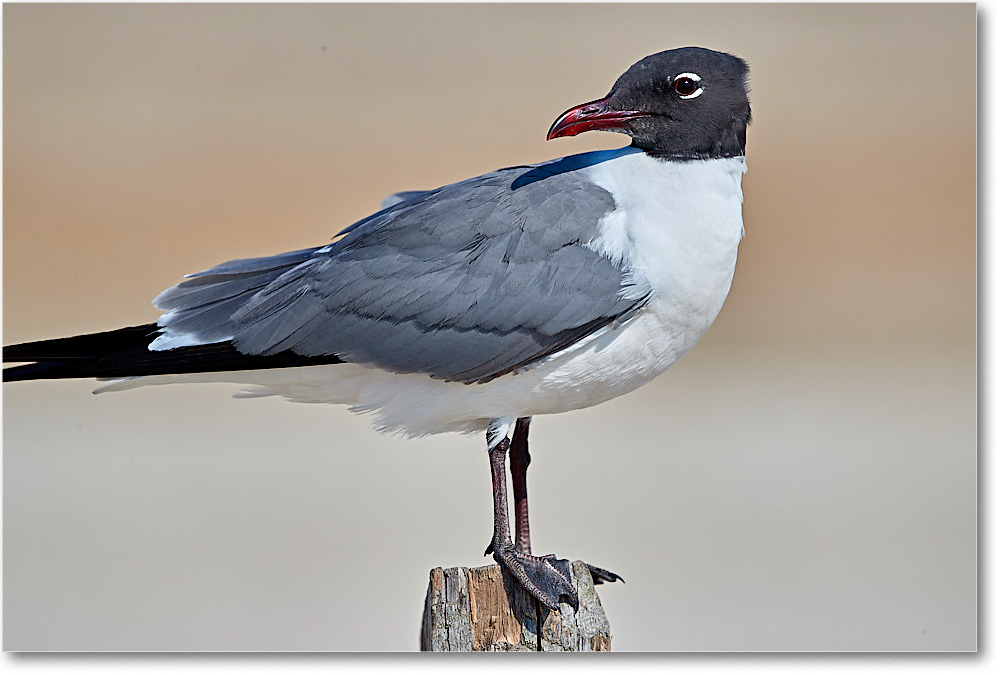 LaughingGull_ChincoNWR_2017Jun_4DXA7091 copy