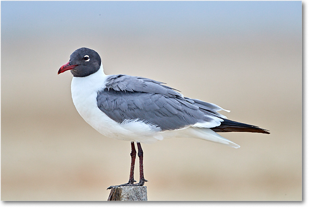 LaughingGull_ChincoNWR_2017Jun_4DXA7129 copy