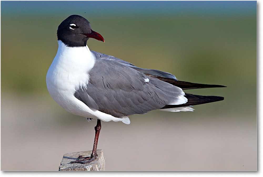 LaughingGull_ChincoNWR_2017Jun_4DXA7508 copy