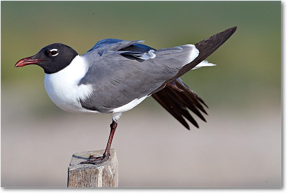 LaughingGull_ChincoNWR_2017Jun_4DXA7526 copy
