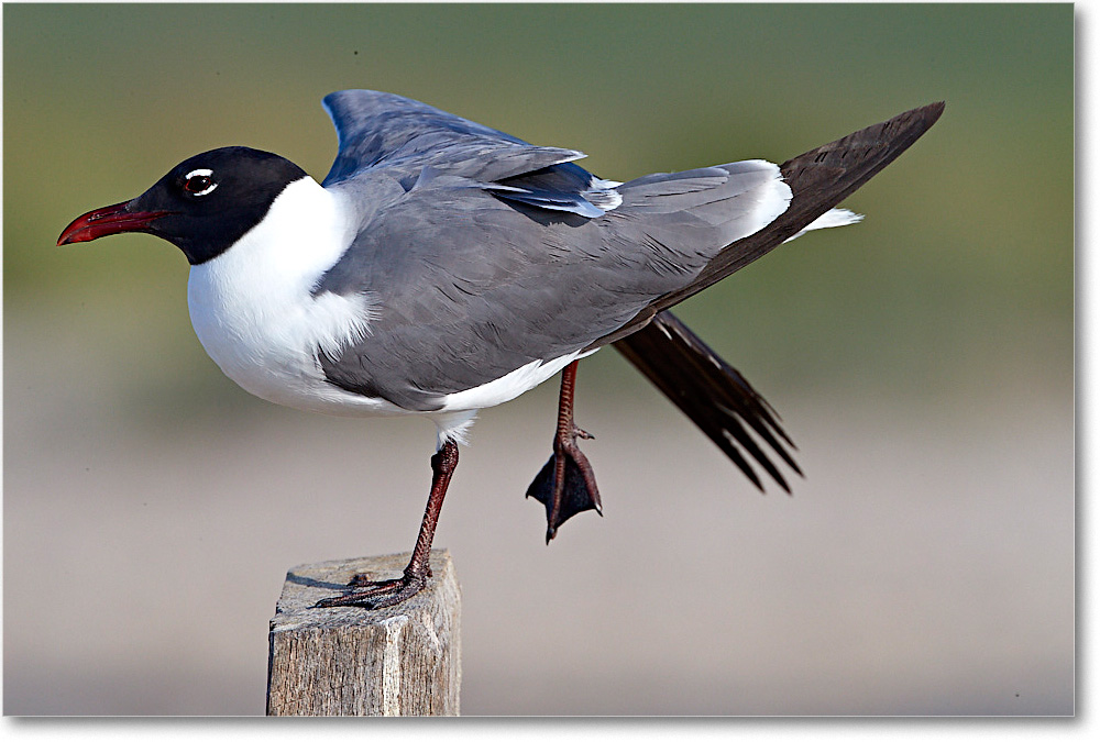 LaughingGull_ChincoNWR_2017Jun_4DXA7536 copy