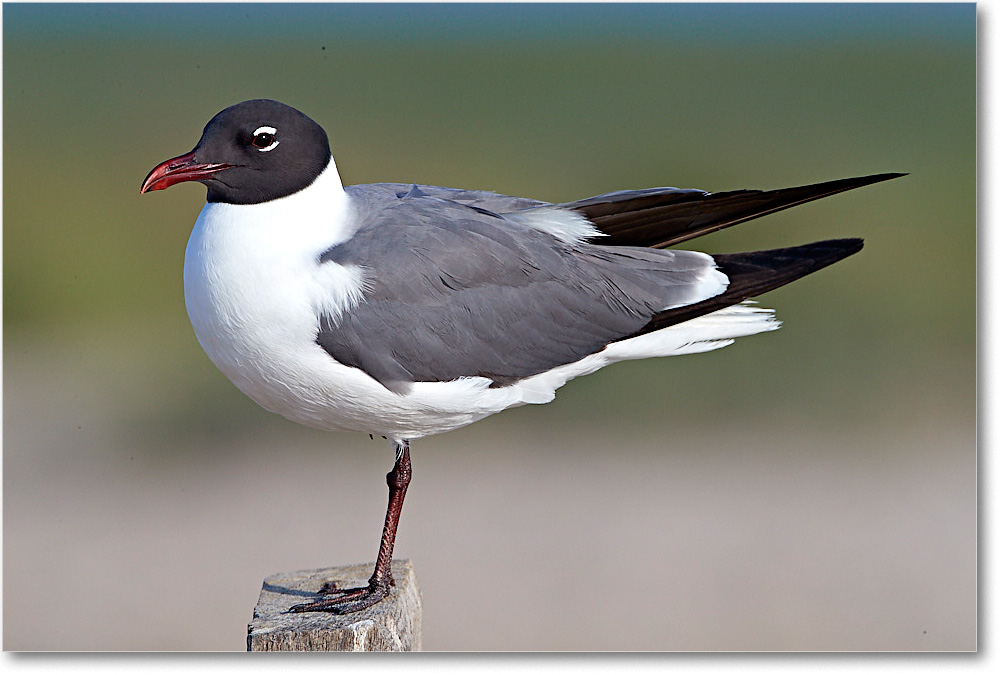 LaughingGull_ChincoNWR_2017Jun_4DXA7551 copy