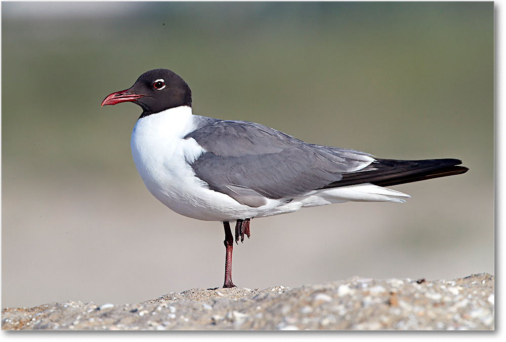 LaughingGull_ChincoNWR_2017Jun_4DXA7592 copy
