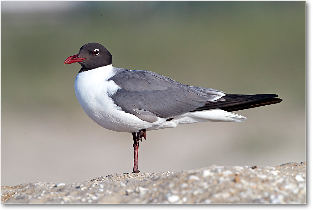 LaughingGull_ChincoNWR_2017Jun_4DXA7615 copy