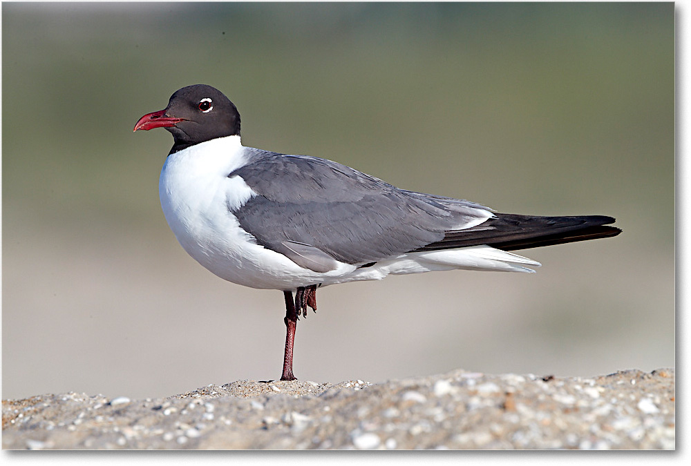 LaughingGull_ChincoNWR_2017Jun_4DXA7626 copy