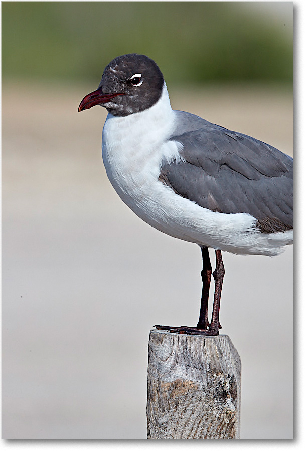 LaughingGull_ChincoNWR_2017Jun_4DXA7696 copy