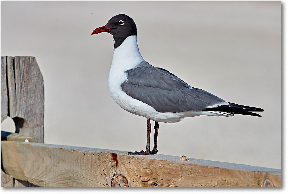 LaughingGull_ChincoNWR_2017Jun_4DXA7715 copy