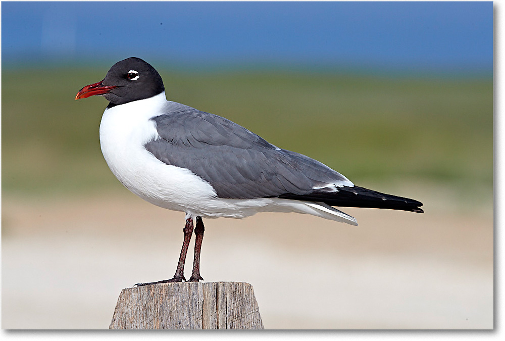 LaughingGull_ChincoNWR_2017Jun_4DXA7740 copy