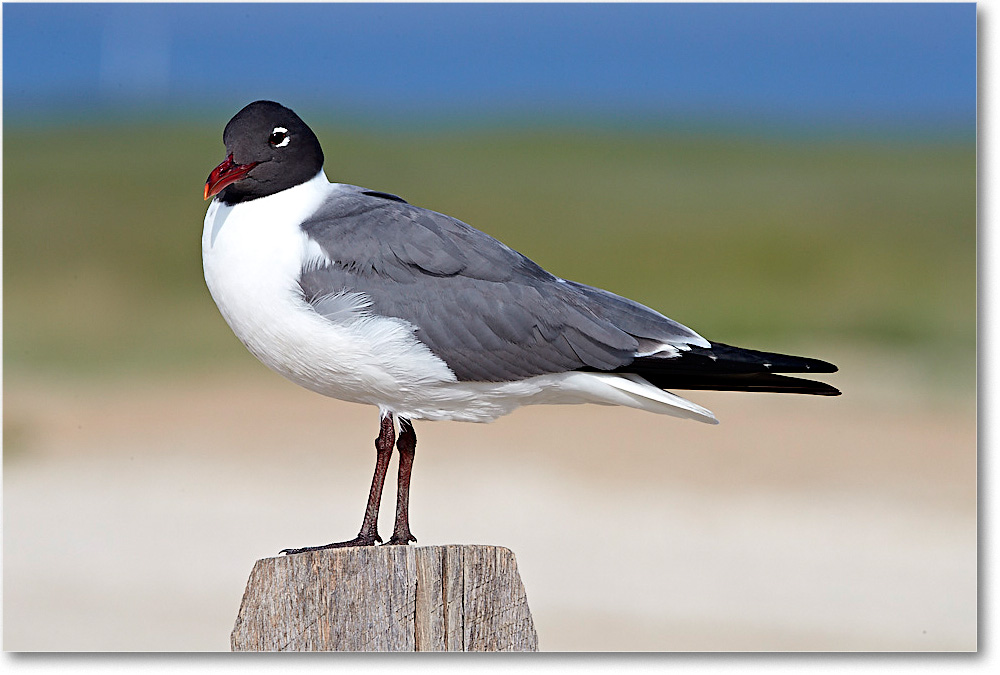 LaughingGull_ChincoNWR_2017Jun_4DXA7744 copy