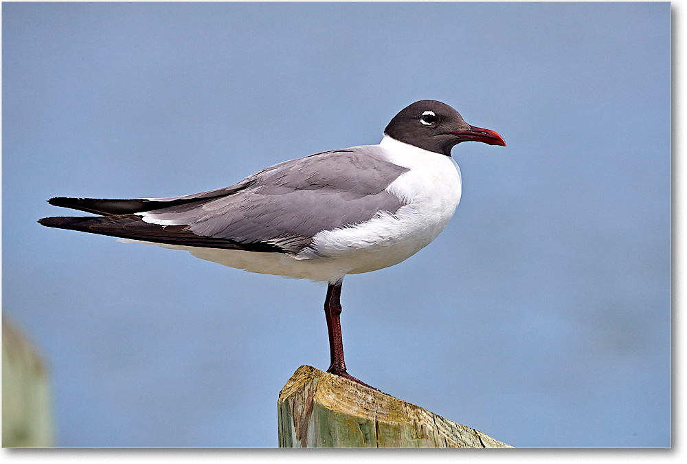 LaughingGull_ChincoNWR_2017Jun_4DXA8221 copy