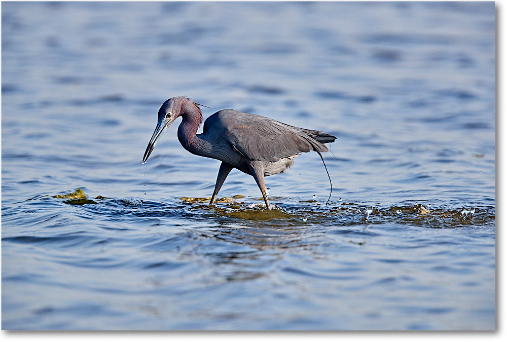 LittleBlueHeron_ChincoNWR_2017Jun_3DXA3166 copy
