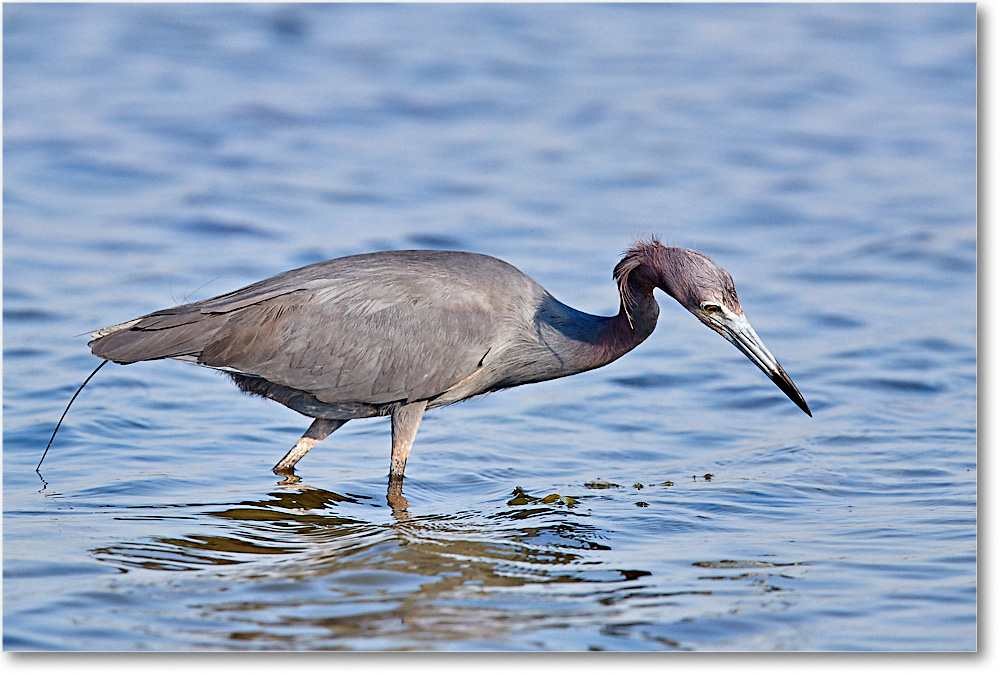 LittleBlueHeron_ChincoNWR_2017Jun_3DXA3442 copy