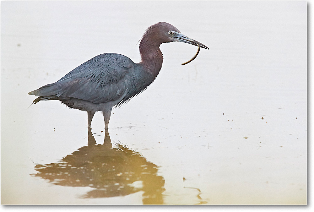 LittleBlueHeron_ChincoNWR_2017Jun_3DXA3701 copy