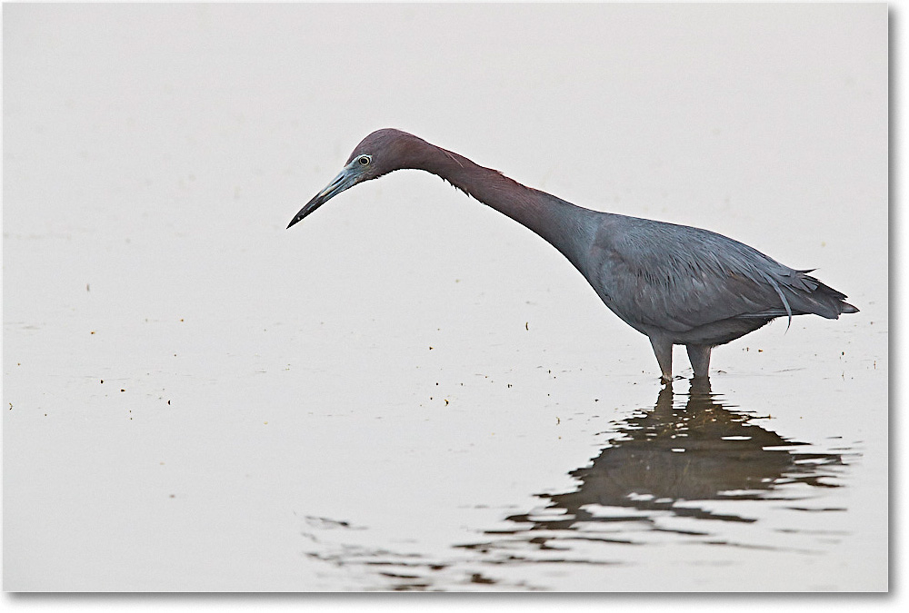LittleBlueHeron_ChincoNWR_2017Jun_3DXA3723 copy