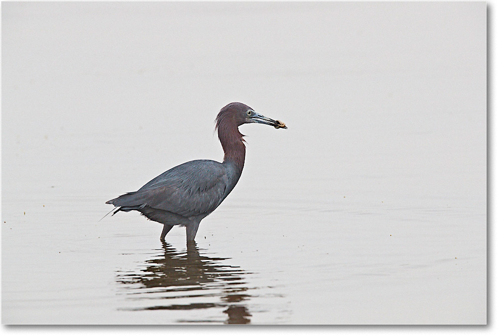 LittleBlueHeron_ChincoNWR_2017Jun_3DXA3729 copy