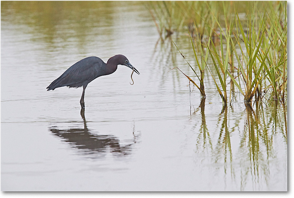 LittleBlueHeron_ChincoNWR_2017Jun_3DXA3752 copy