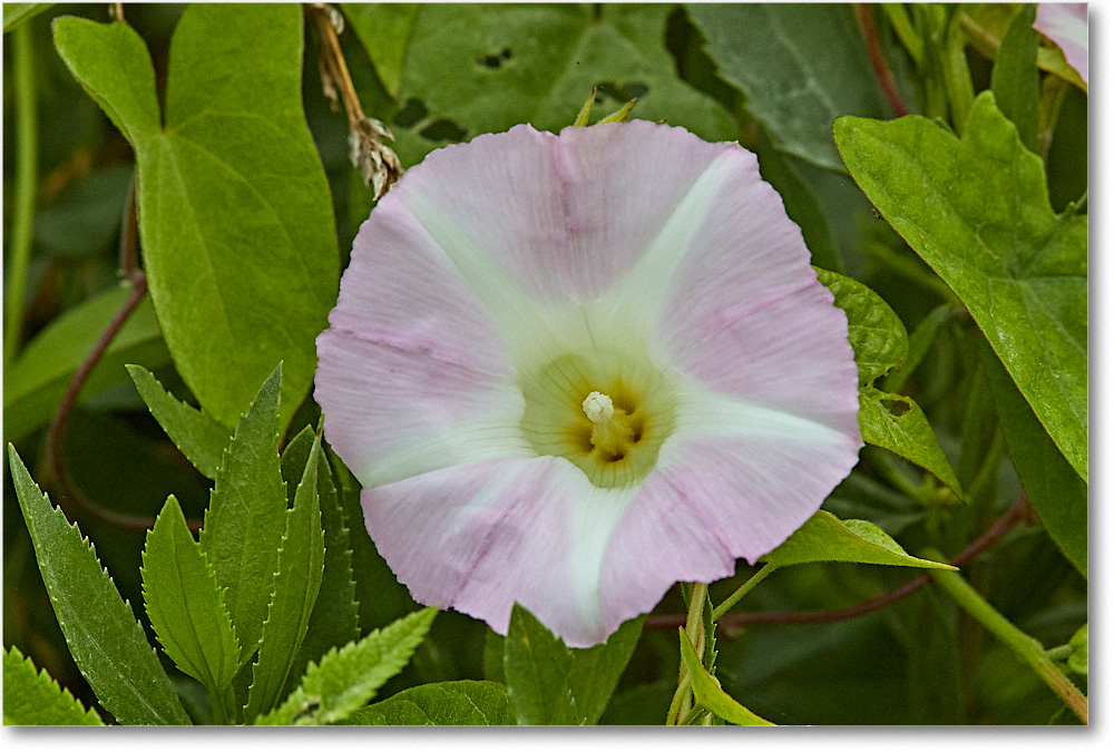MorningGlory_ChincoNWR_2017Jun_3DXA3867 copy