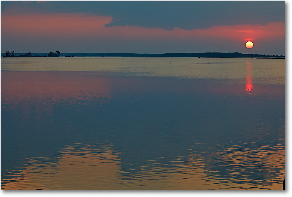 OysterBay_ChincoNWR_2017Jun_5D5A0266 copy