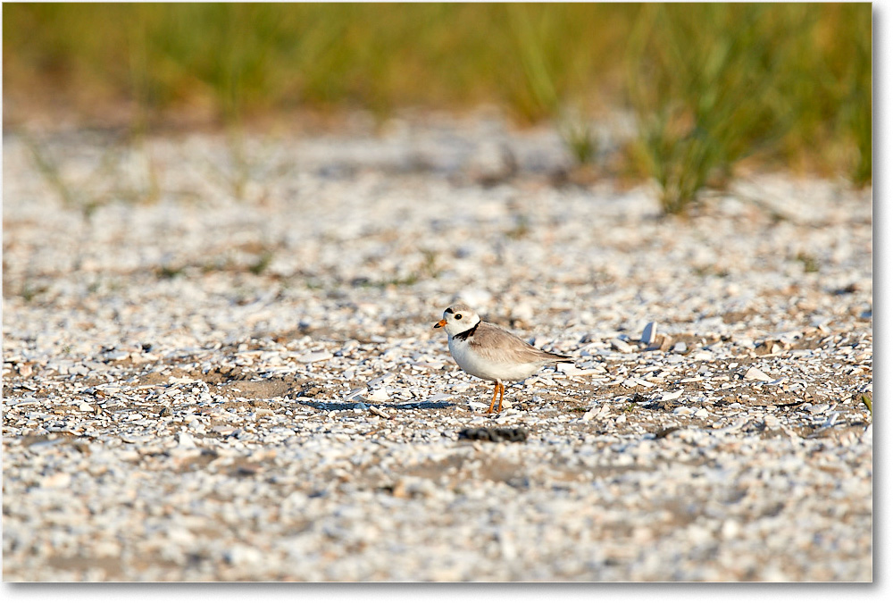 PipingPlover_ChincoNWR_2017Jun_3DXA3128 copy