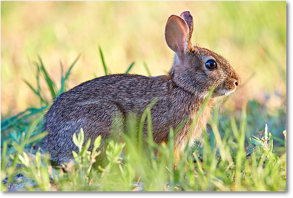 Rabbit_ChincoNWR_2017Jun_3DXA3114 copy