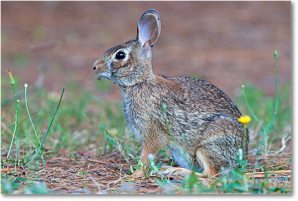 Rabbit_ChincoNWR_2017Jun_3DXA3484 copy