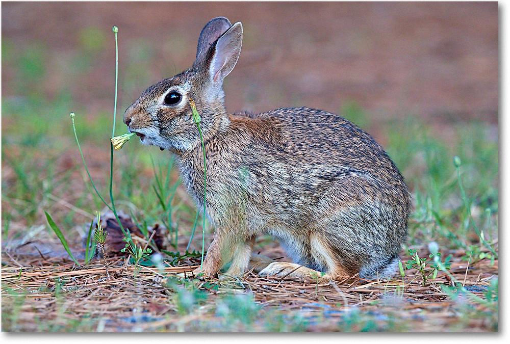 Rabbit_ChincoNWR_2017Jun_3DXA3487 copy
