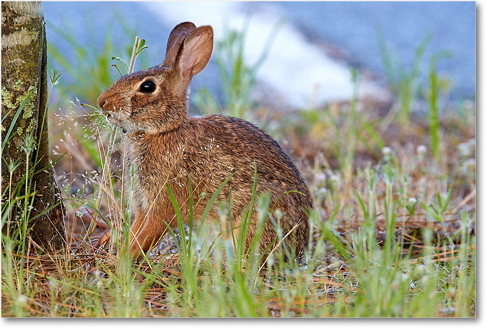 Rabbit_ChincoNWR_2017Jun_3DXA3496 copy