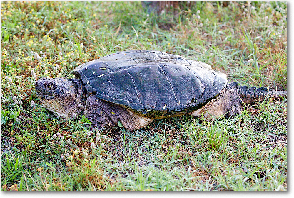 SnappingTurtle_ChincoNWR_2017Jun_5D5A0247 copy