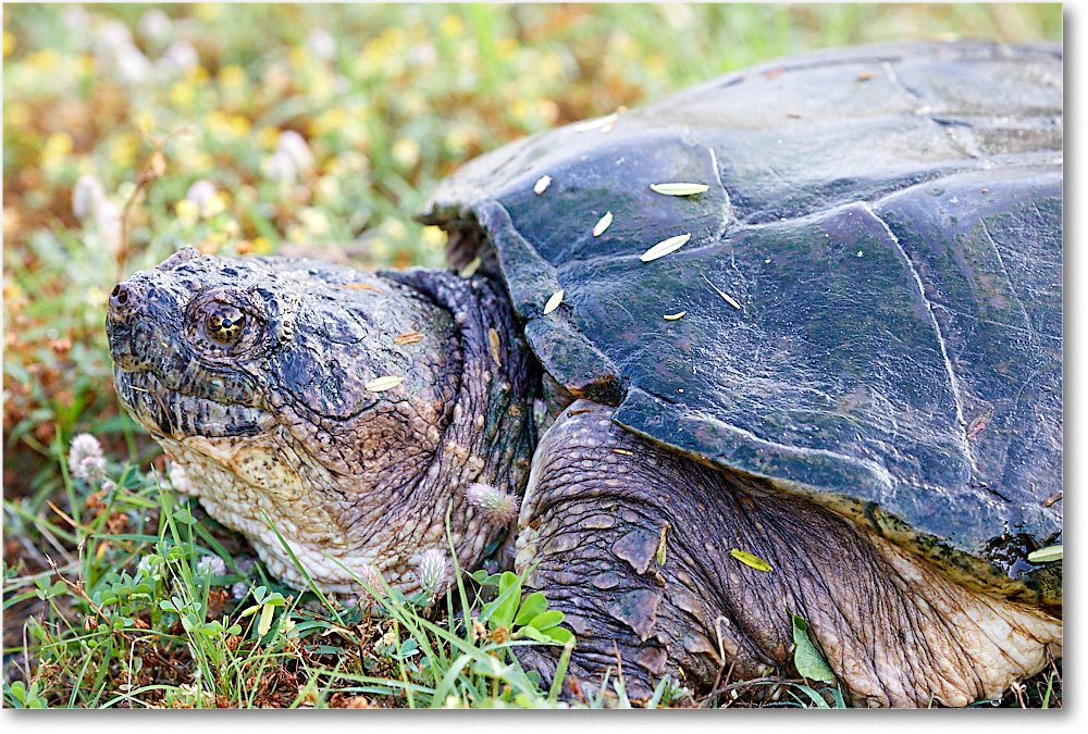 SnappingTurtle_ChincoNWR_2017Jun_5D5A0248 copy