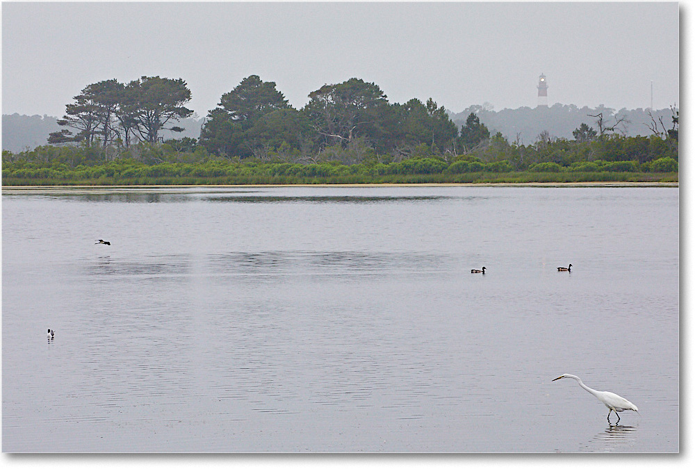 SwanCove_ChincoNWR_2017Jun_5D5A0290 copy