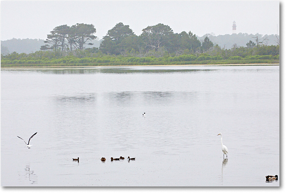 SwanCove_ChincoNWR_2017Jun_5D5A0305 copy