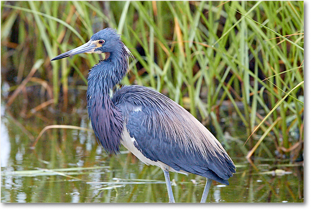 TricolorHeron_ChincoNWR_2017Jun_3DXA3665 copy