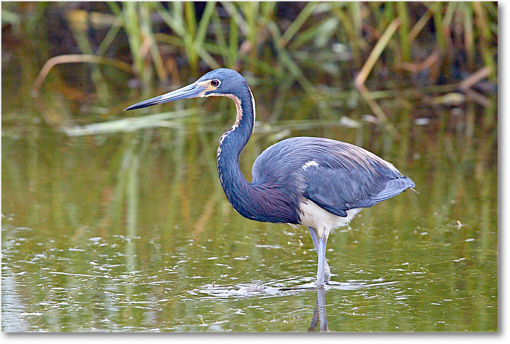 TricolorHeron_ChincoNWR_2017Jun_3DXA3796 copy