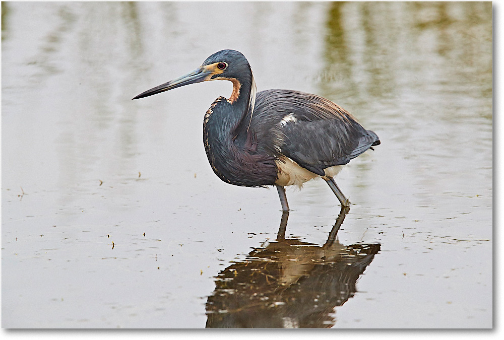 TricolorHeron_ChincoNWR_2017Jun_3DXA3809 copy