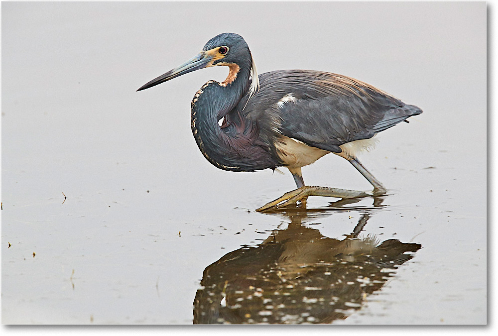 TricolorHeron_ChincoNWR_2017Jun_3DXA3830 copy