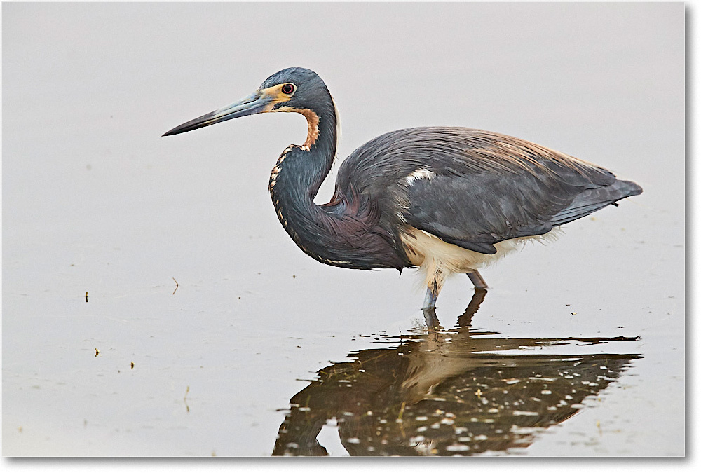 TricolorHeron_ChincoNWR_2017Jun_3DXA3833 copy