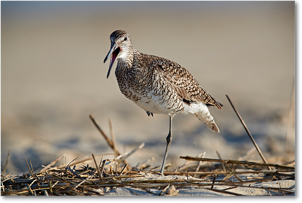 Willet_ChincoNWR_2017Jun_3DXA3157 copy